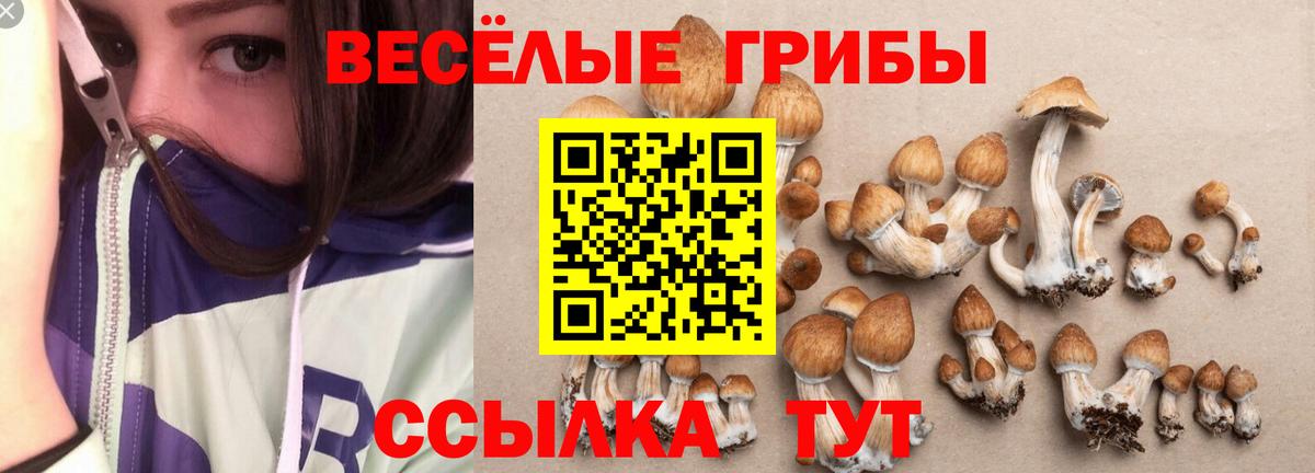 Псилоцибиновые грибы GOLDEN TEACHER Солнечногорск